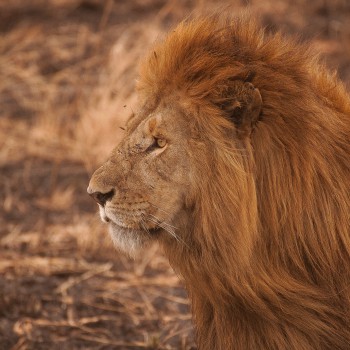 lion 3