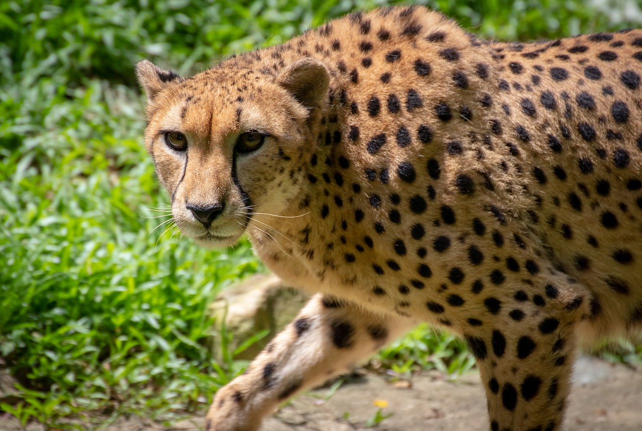 cheetah-4329097_1280