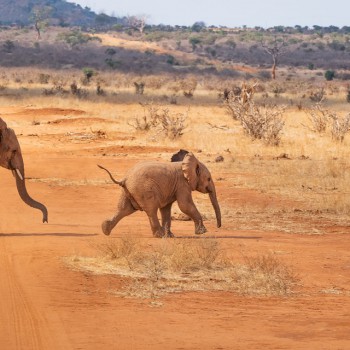 elephants