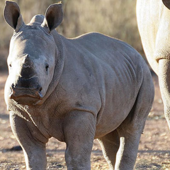 rhino