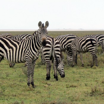 zebra 2