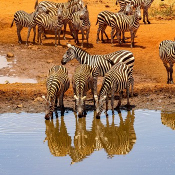 zebra